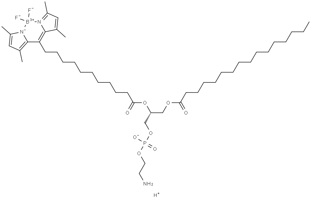 1-palMitoyl-2-(dipyrroMetheneboron difluoride)undecanoyl-sn-glycero-3-phosphoethanolaMine Struktur