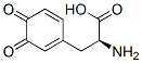 (S)-α-Amino-3,4-dioxo-1,5-cyclohexadiene-1-propanoic acid Struktur