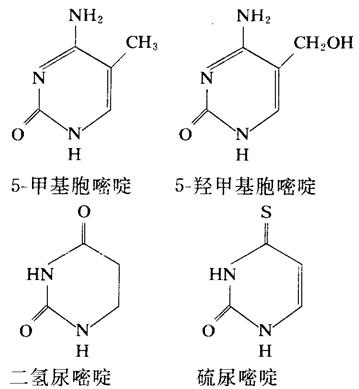 二氫尿嘧啶、硫脲嘧啶、5-甲基胞嘧啶