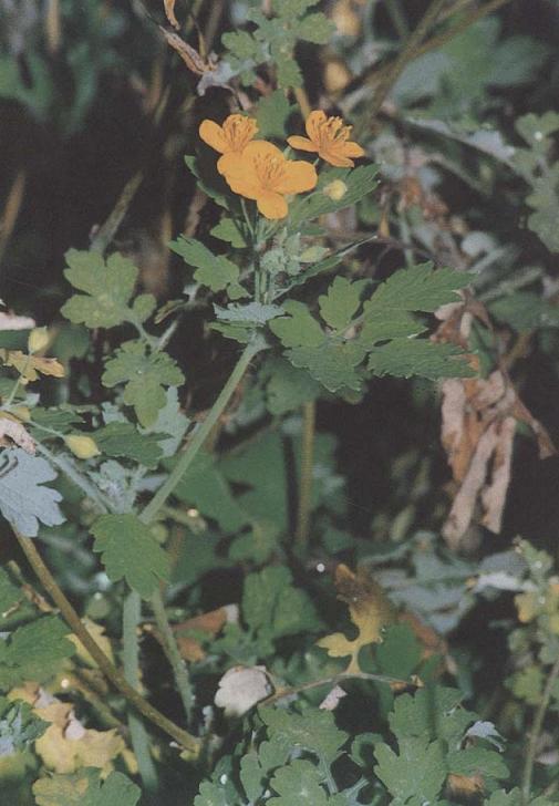 白屈菜植物圖片