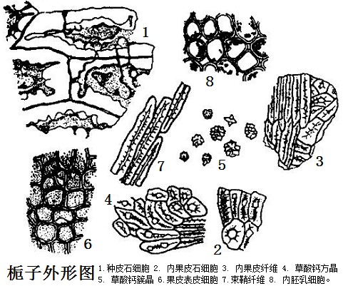 梔子外形圖