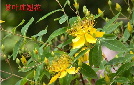 貫葉連翹花