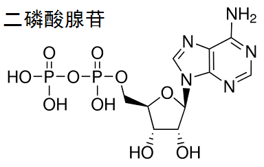 二磷酸腺苷 結構式