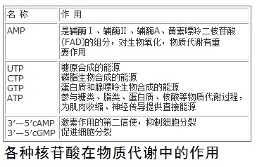 各種核苷酸在物質代謝中的作用