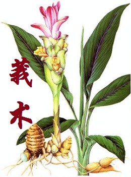 莪術(shù)