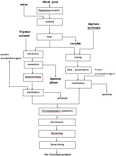 The synthesis of GSH