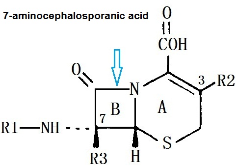 7-Aminocephalosporanic acid structure