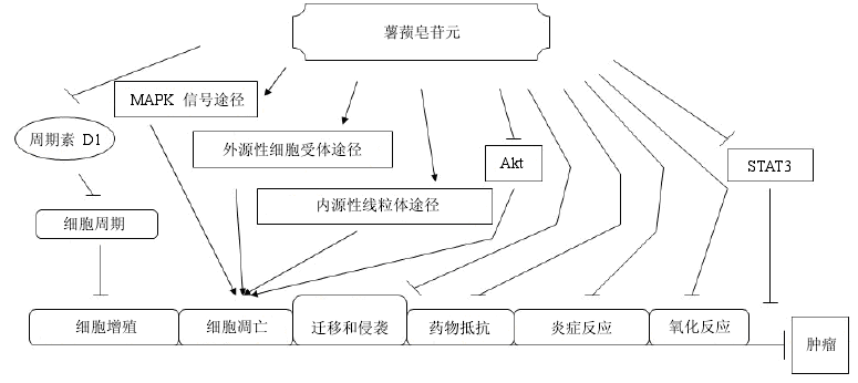 薯蕷皂苷元在細(xì)胞水平抗癌的可能作用機(jī)制