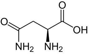 Figure 1 The chemical structure of the L-asparagine Figure 1 The chemical structure of the L-asparagine