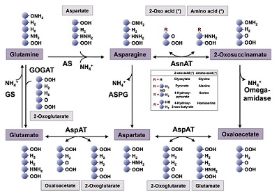 Asparagine metabolic pathways Asparagine metabolic pathways