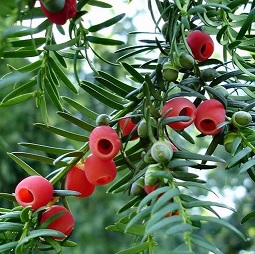 提取紫杉醇來(lái)源植物紅豆杉