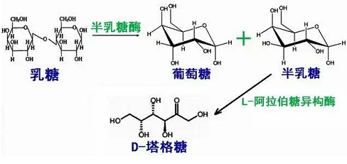 生物合成法 制備塔格糖