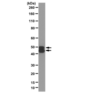 Anti-NeuN (rabbit monoclonal), clone 27-4