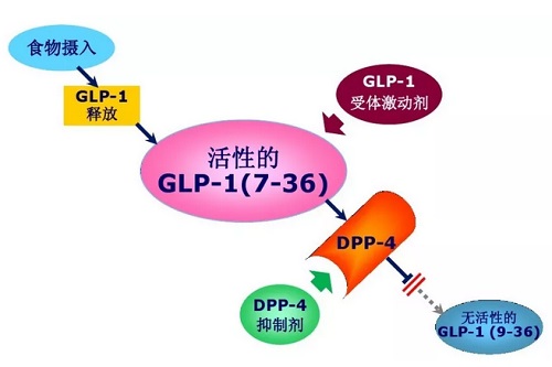 GLP-1與DPP-4降糖機(jī)制