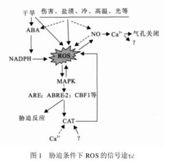 過氧化氫酶（CAT）在植物脅迫響應(yīng)中的功能