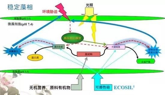 單硅酸在水產(chǎn)養(yǎng)殖起到什么作用，如何應(yīng)用？