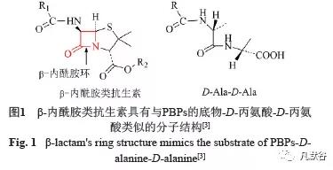 β-內(nèi)酰胺結(jié)構(gòu)式