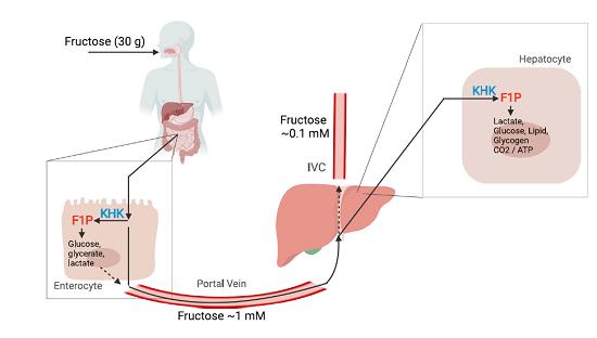 果糖代謝和代謝性疾病的分子方面