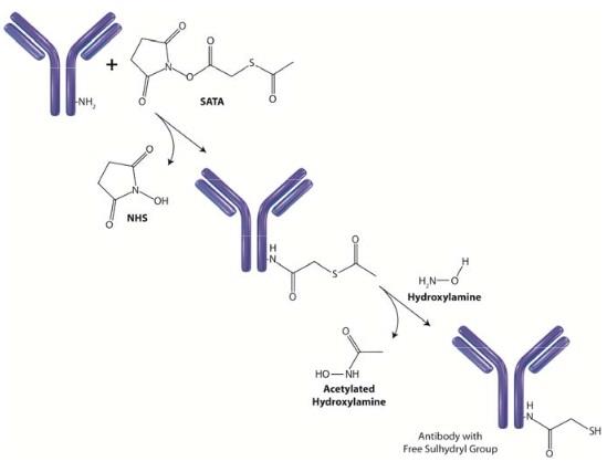 Generation of free sulfhydryls with SATA and hydroxylamine.