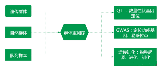 基因組重測序技術(shù)