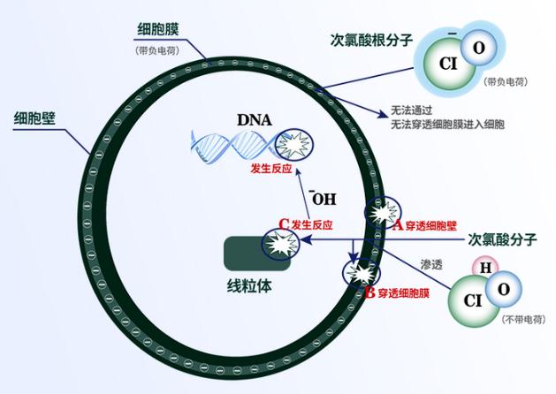 居家消毒篇：次氯酸水防控新型冠狀病毒