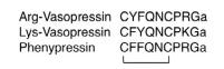 	Vasopressin