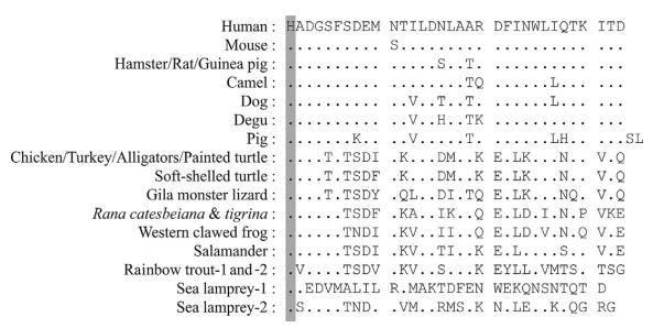 	GLP-2 (HUMAN)