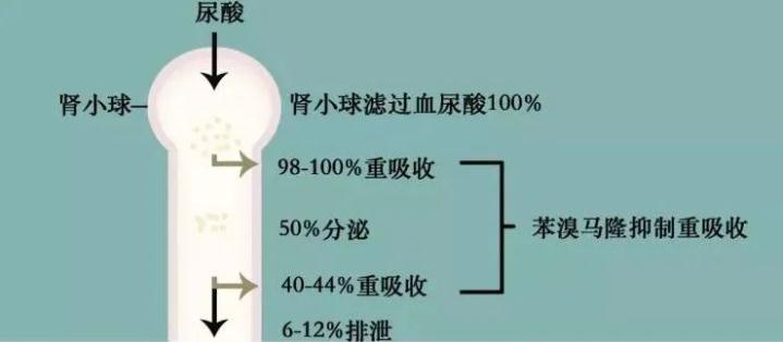 苯溴馬隆如何用得更高效？