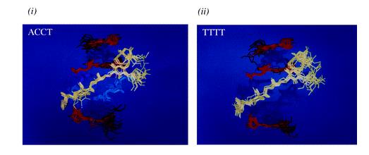 Overlays of 10 structures generated by simulated annealing for the (i) calicheamicin?ACCT and (ii) calicheamicin?TTTT complexes. Calculated RMSDs for the complexes, excluding the terminal base-pairs and sodium atoms, were 1.106 ? for ACCT and 1.135 ? for TTTT, respectively.