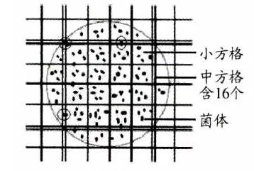 血球計(jì)數(shù)示意圖