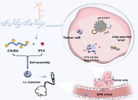 Figure .1 Self-assembled nanosystem based on CS targeting drugs to the Golgi apparatus.