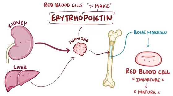 Erythropoietin