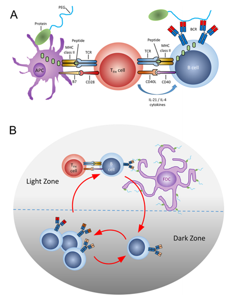 Thymus-dependent immune response against PEG