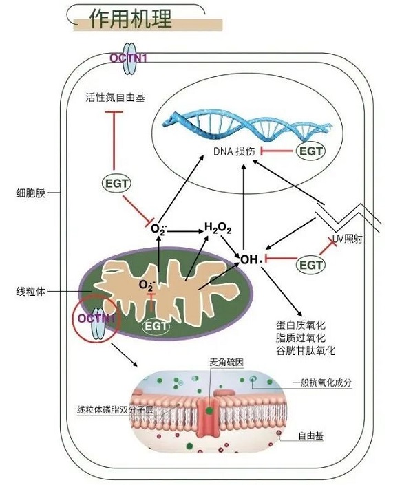 麥角硫因是什么？有什么作用？