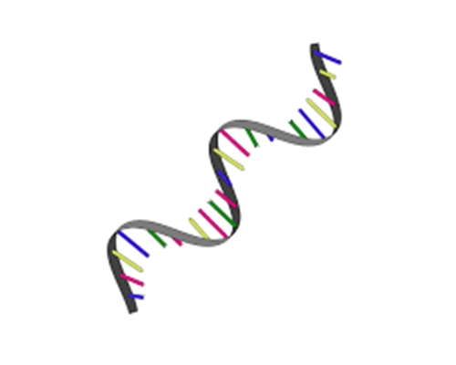 Ribonucleic acid