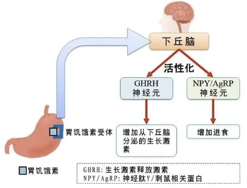 阿那莫林 作用機(jī)制 阿那莫林 作用機(jī)制
