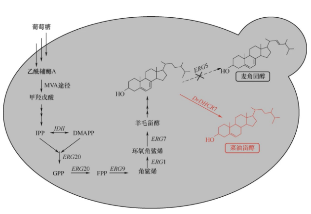 釀酒酵母體內(nèi)菜油甾醇生物合成途徑 釀酒酵母體內(nèi)菜油甾醇生物合成途徑