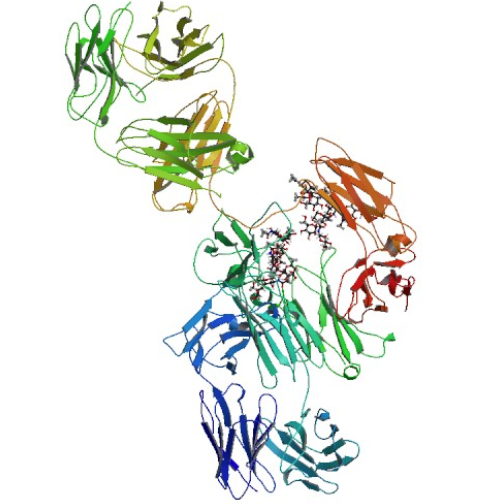 Cetuximab