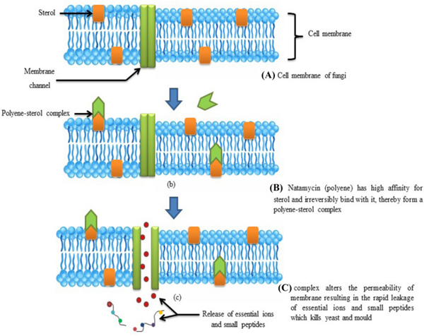 Mode of action of Natamycin on a fungal cell.