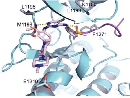 Figure 2. Co-crystal structure of brigatinib in complex with ALK. Figure 2. Co-crystal structure of brigatinib in complex with ALK.