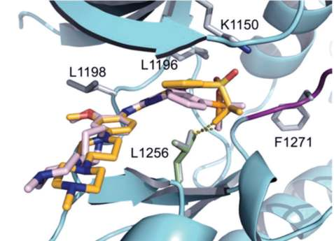 Figure 4. Overlay of brigatinib (pink) and TAE684 (orange) bound to wt ALK. Figure 4. Overlay of brigatinib (pink) and TAE684 (orange) bound to wt ALK.