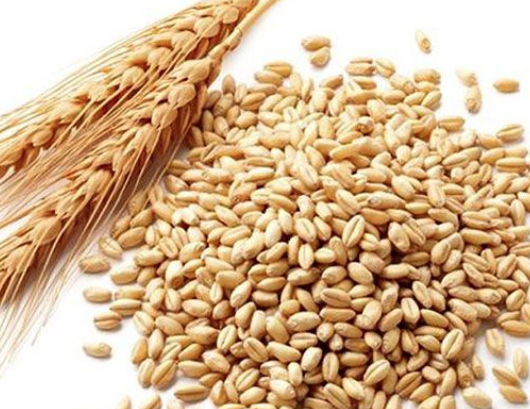 Phosphatase, Acid froM Wheat GerM