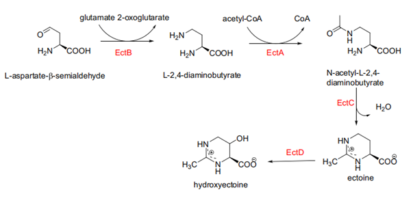 Fig. 2 Ectoine synthesis