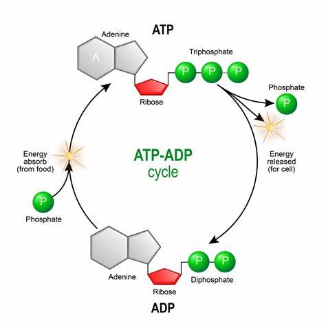 Adenosine triphosphate