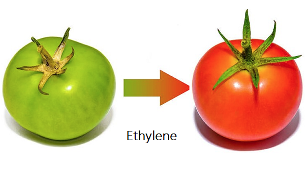 ETHYLENE