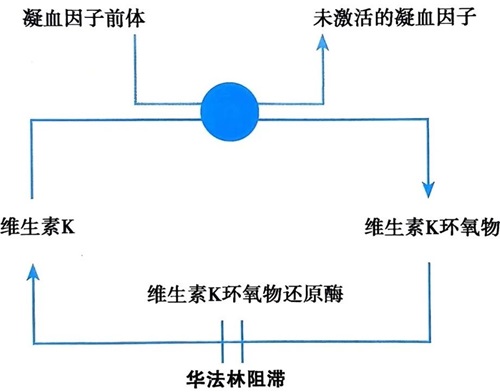 華法林作用機制