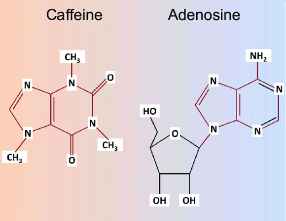 Adenosine