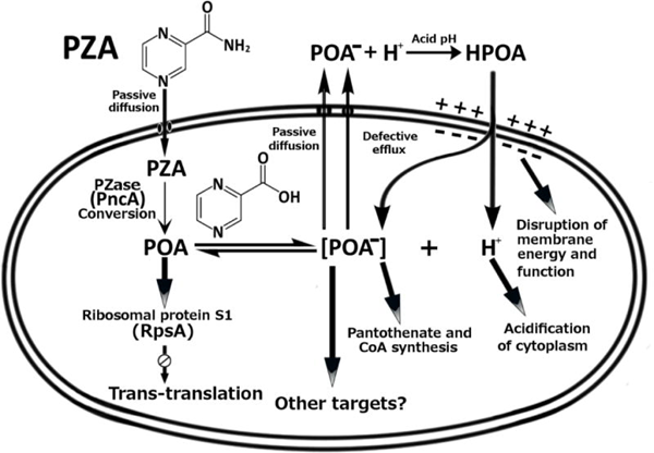 Mechanism of Action of Pyrazinamide