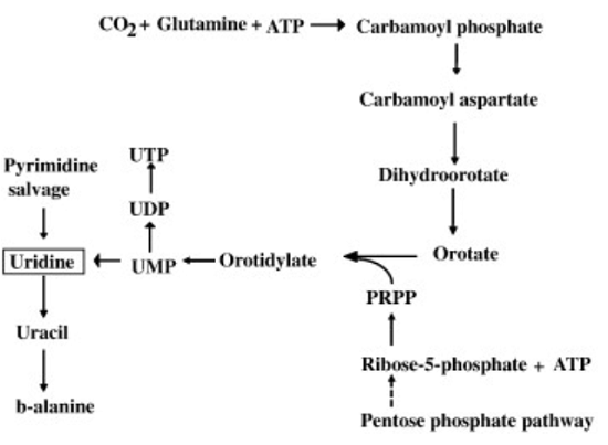 Uridine