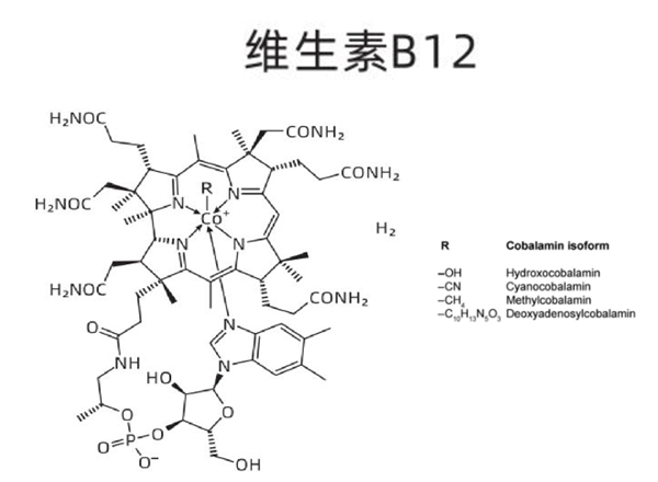 如何檢測食品中的維生素B12？